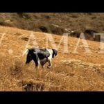 Todo lo que debes saber sobre la crianza de codornices moreno