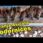 Todo lo que debes saber sobre el precio de las codornices en Mercadona