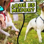Cinturón de Doble Anclaje Homologado: Seguridad Conectada a Dos Enganches