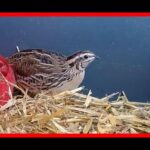 Todo lo que necesitas saber sobre el precio de los huevos de codorniz en Mercadona